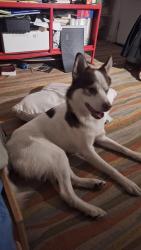 Lost Male Dog last seen 56-27 Van Doren St, Corona, NY 11368, Queens, NY 11368