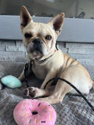 Reunited Female Dog last seen Venado Street, Carlsbad, Carlsbad, CA 92009