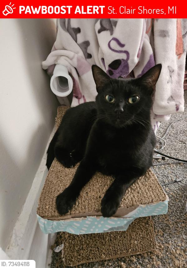 Lost Female Cat last seen Frazho St & Manhattan St, St. Clair Shores, MI 48081