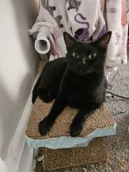 Lost Female Cat last seen Frazho St & Manhattan St, St. Clair Shores, MI 48081