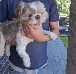 Reunited Male Dog last seen Near Cypresswood 77070, Houston, TX 77070