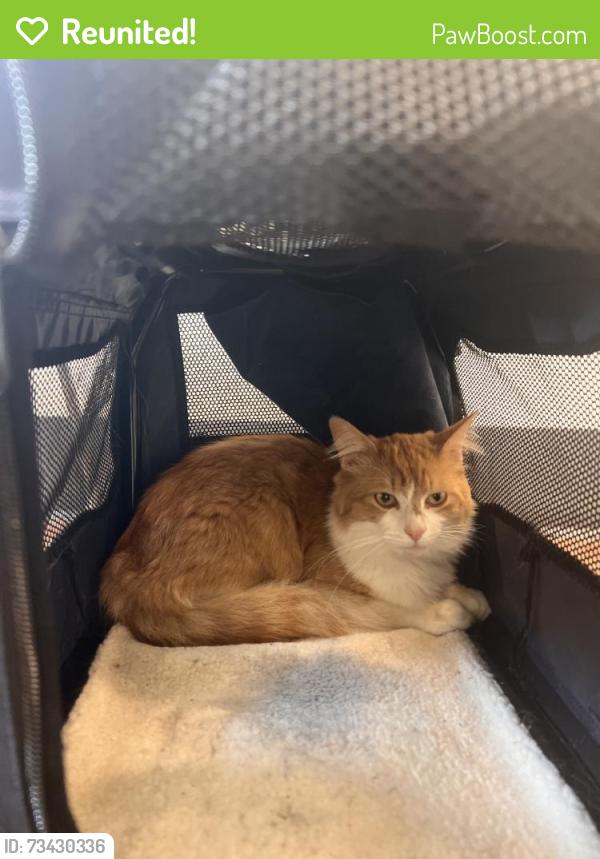 Reunited Male Cat last seen Near NE 122nd St, Kirkland, WA 98034, USA, Kirkland, WA 98034