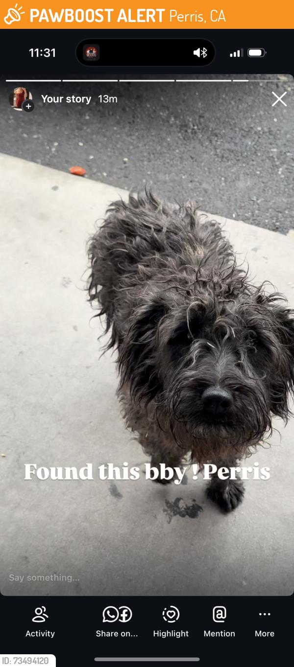 Found/Stray Male Dog last seen Near hwy, Perris, CA 92570