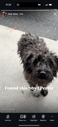 Found/Stray Male Dog last seen Near hwy, Perris, CA 92570