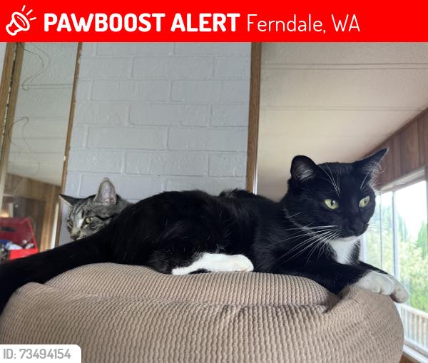 Lost Female Cat last seen Near west pole rd, Ferndale, WA 98248