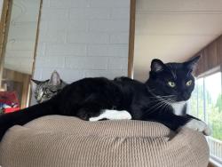 Lost Female Cat last seen Near west pole rd, Ferndale, WA 98248