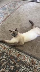 Reunited Male Cat last seen Near Palm Ave, Corona, CA 92879, USA, Corona, CA 92879