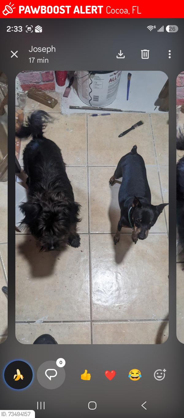 Lost Male Dog last seen Western avenue, Cocoa, FL 32926