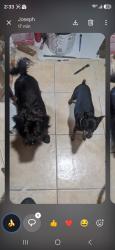 Lost Male Dog last seen Western avenue, Cocoa, FL 32926