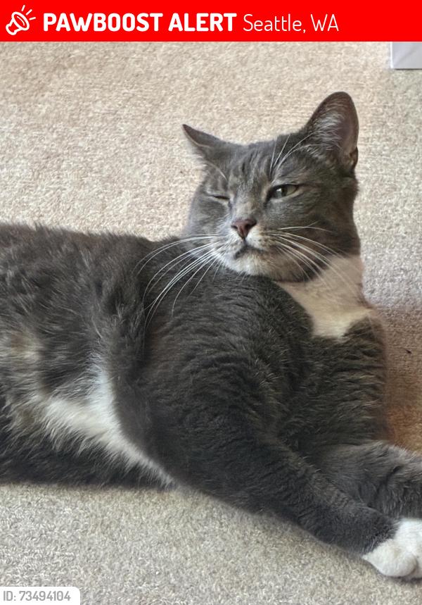 Lost Male Cat last seen Near the Bush School, Seattle, WA 98112
