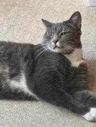 Lost Male Cat last seen Near the Bush School, Seattle, WA 98112