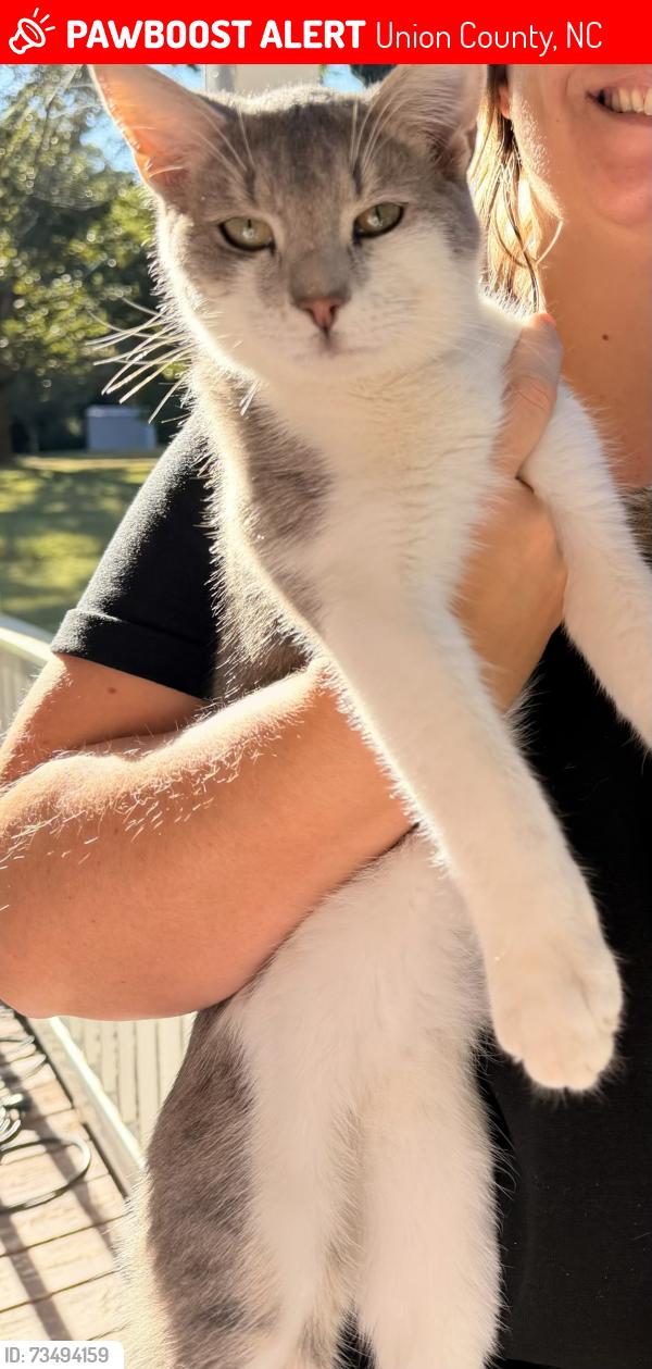 Lost Male Cat last seen Griffith Road and Buford shortcut road, Union County, NC 28112