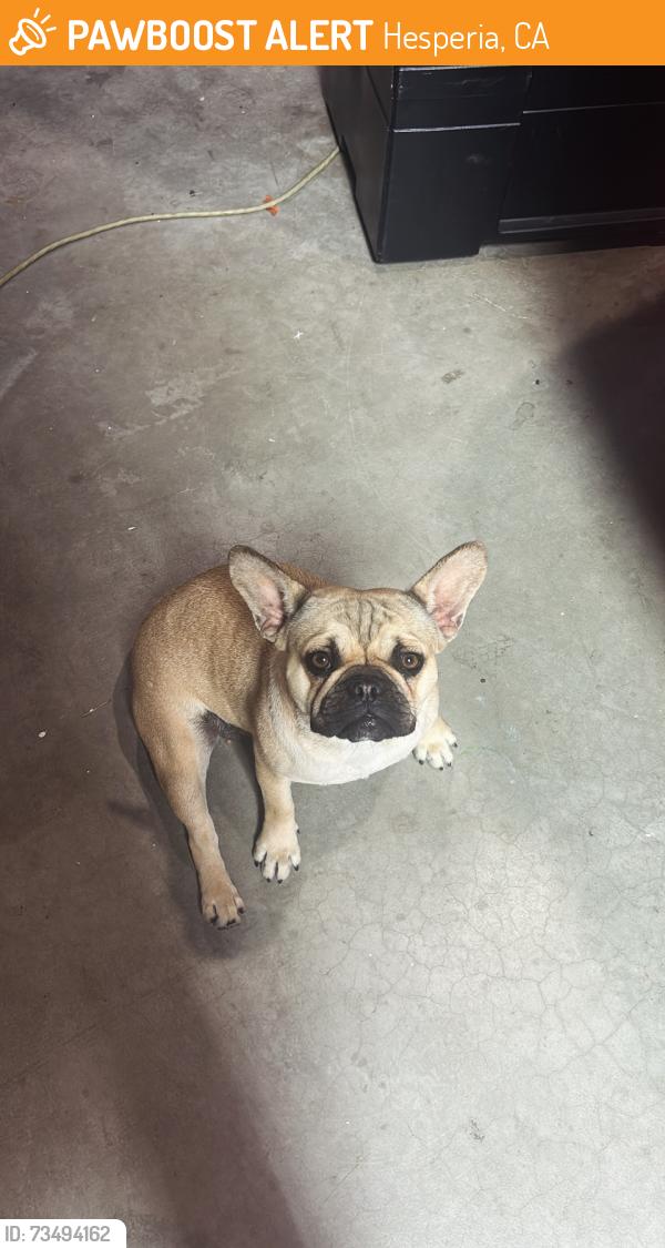 Found/Stray Female Dog last seen Main & Rocks Springs, Hesperia, CA 92345