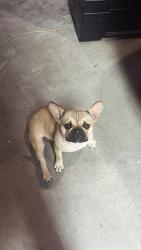 Found/Stray Female Dog last seen Main & Rocks Springs, Hesperia, CA 92345