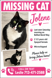 Lost Female Cat last seen The Reserve of Clear Lake by the pool, Houston, TX 77059
