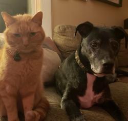 Reunited Male Cat last seen MLK, Asheville, NC 28801
