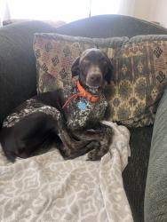 Reunited Female Dog last seen Peaceful Valley Drive and Old Neefound Rd, Buncombe County, NC 28748
