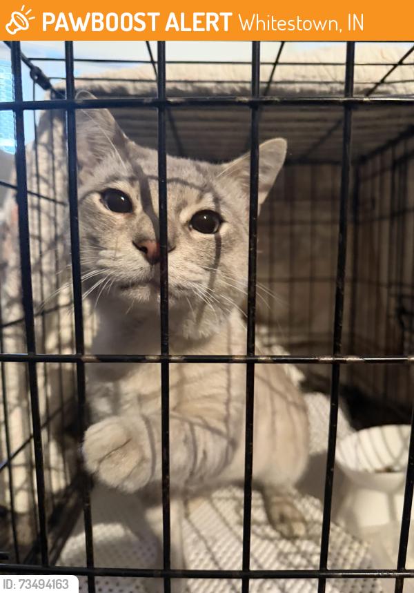 Found/Stray Male Cat last seen Schooler Drive and Willey Square Drive West, Whitestown, IN 46075