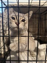 Found/Stray Male Cat last seen Schooler Drive and Willey Square Drive West, Whitestown, IN 46075