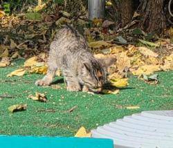 Found/Stray Unknown Cat last seen 38th and Hiawatha, Minneapolis, MN 55406