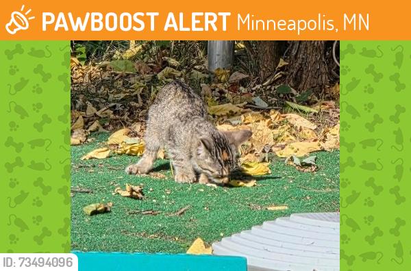 Found/Stray Unknown Cat last seen 38th and Hiawatha, Minneapolis, MN 55406