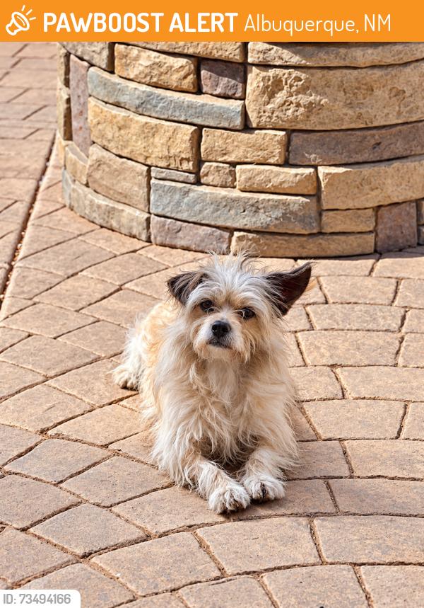 Found/Stray Male Dog last seen Louisiana & Alameda, Albuquerque, NM 87113