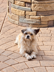 Found/Stray Male Dog last seen Louisiana & Alameda, Albuquerque, NM 87113