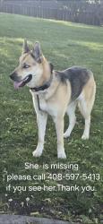 Lost Female Dog last seen Sea, Half Moon Bay, CA 94019
