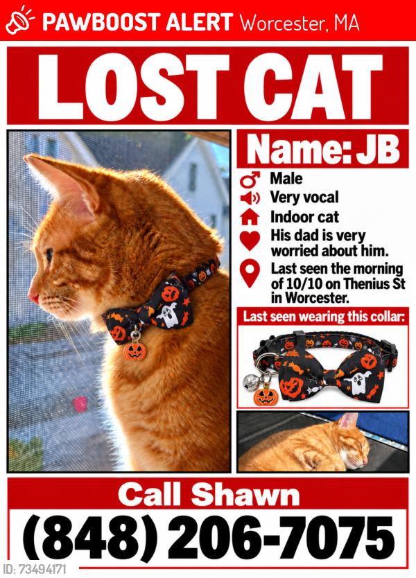 Lost Male Cat last seen Thenius St, Worcester, MA 01607