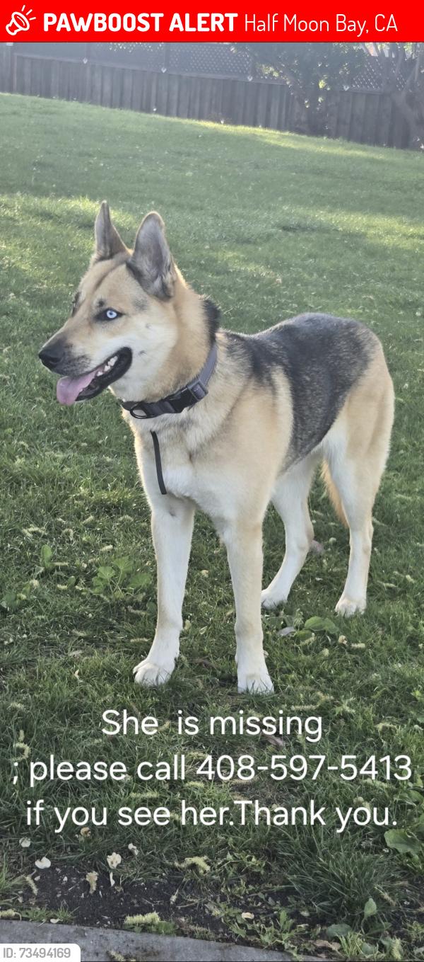Lost Female Dog last seen Sea, Half Moon Bay, CA 94019