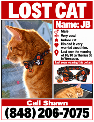 Lost Male Cat last seen Thenius St, Worcester, MA 01607