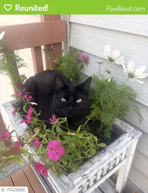 Reunited Male Cat last seen Northview & E16th ave 99504, Anchorage, AK 99504