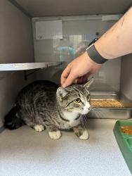 Shelter Stray Male Cat last seen Near S 300 E, MILLCREEK, UT, 84107, 511 W 3900 S, Salt Lake City, UT 84123, USA