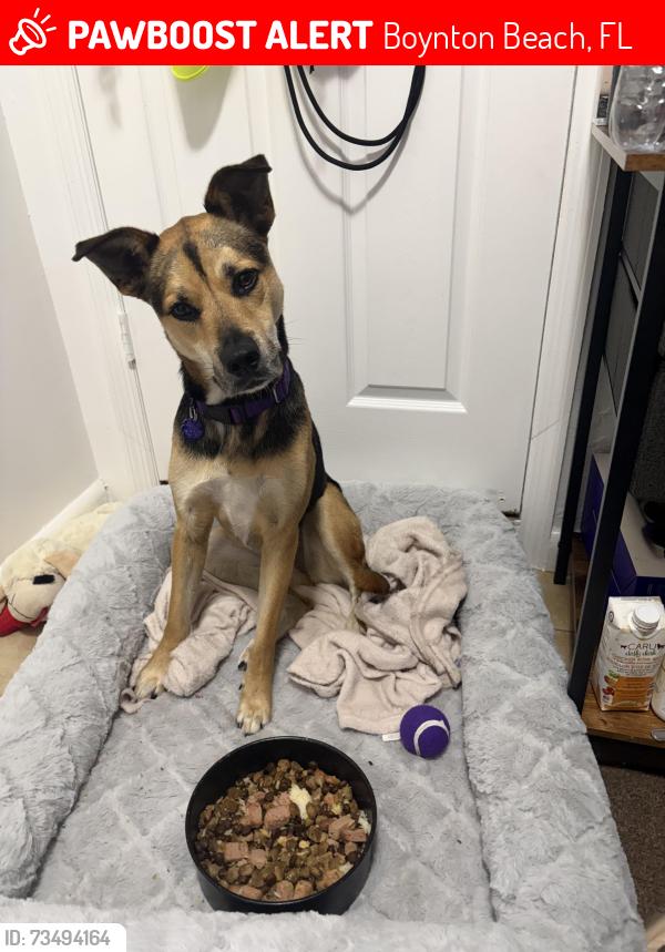 Lost Female Dog last seen Near N seacrest blvd, Boynton Beach, FL 33435