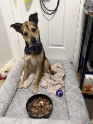 Lost Female Dog last seen Near N seacrest blvd, Boynton Beach, FL 33435