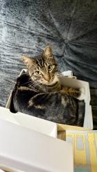 Lost Male Cat last seen Aguiro St, Rowland Heights, CA 91748