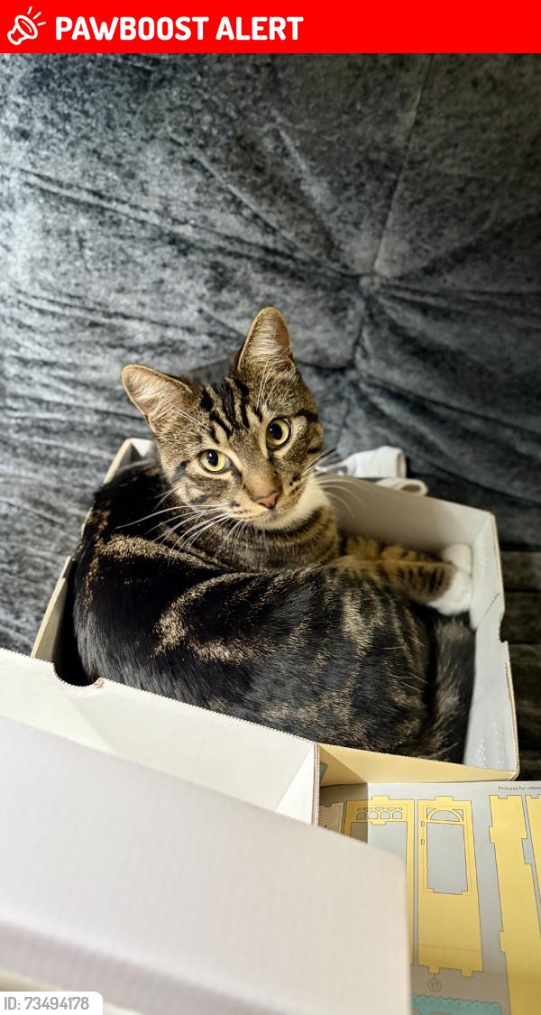 Lost Male Cat last seen Aguiro St, Rowland Heights, CA 91748