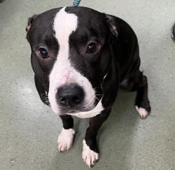 Shelter Stray Male Dog last seen Near Ryer Avenue, BRONX, NY, 10457, 326 E 110th St, New York, NY 10029, USA