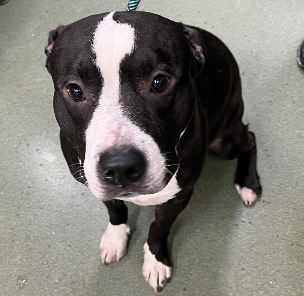 Shelter Stray Male Dog last seen Near Ryer Avenue, BRONX, NY, 10457, 326 E 110th St, New York, NY 10029, USA