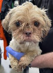 Shelter Stray Male Dog last seen 1st Street, MOUNT VERNON, NY, 10550, 326 E 110th St, New York, NY 10029, USA