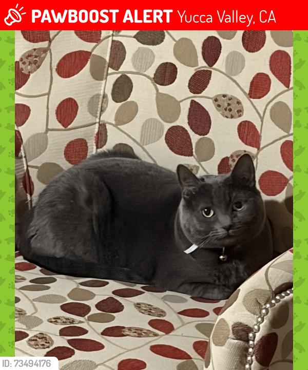 Lost Female Cat last seen Amadore, Yucca Valley, CA 92284