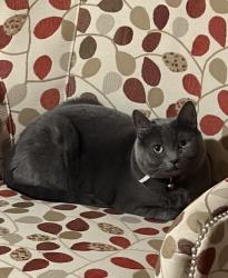 Lost Female Cat last seen Amadore, Yucca Valley, CA 92284