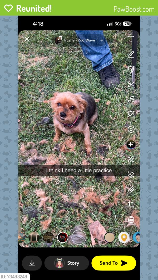 Reunited Female Dog last seen Carpenter and paradise near quick stop, Modesto, CA 95351