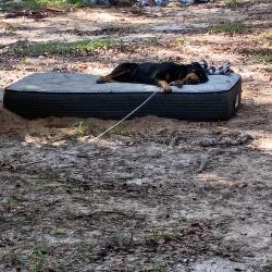 Lost Male Dog last seen JOHN D LIVINGSTON DR AND SAVANNAH HWY, Neeses, SC 29107