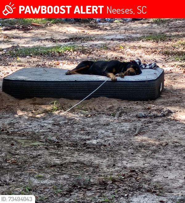 Lost Male Dog last seen JOHN D LIVINGSTON DR AND SAVANNAH HWY, Neeses, SC 29107