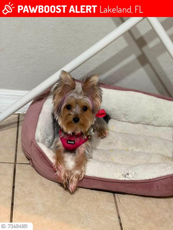 Lost Female Dog last seen Ruby and central, Lakeland, FL 33815