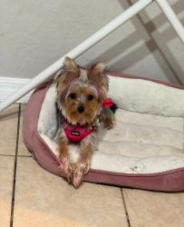 Lost Female Dog last seen Ruby and central, Lakeland, FL 33815