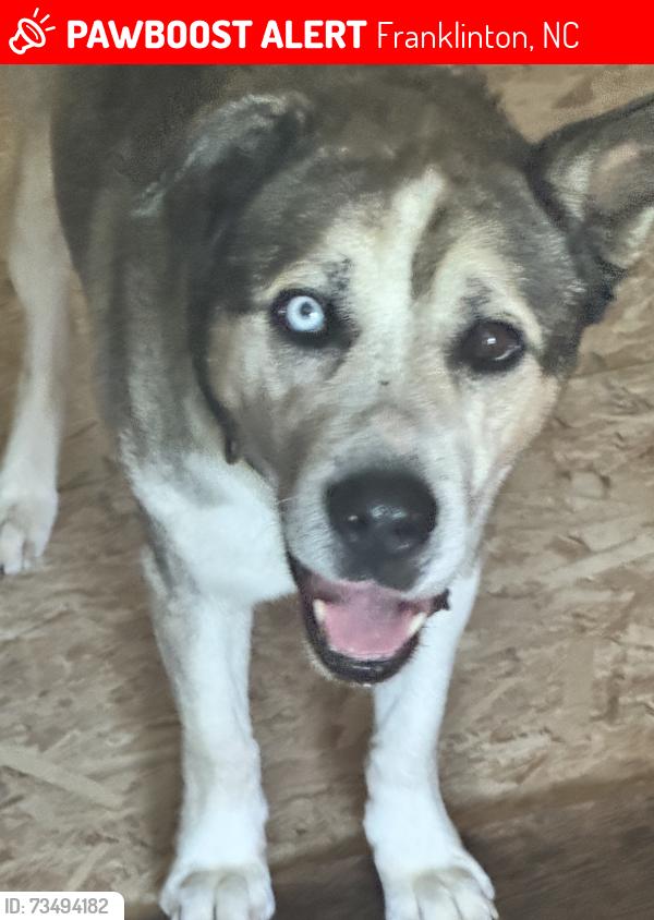 Lost Male Dog last seen Tom wright and Gordon Moore rd, Franklinton, NC 27525