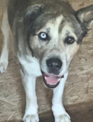 Lost Male Dog last seen Tom wright and Gordon Moore rd, Franklinton, NC 27525