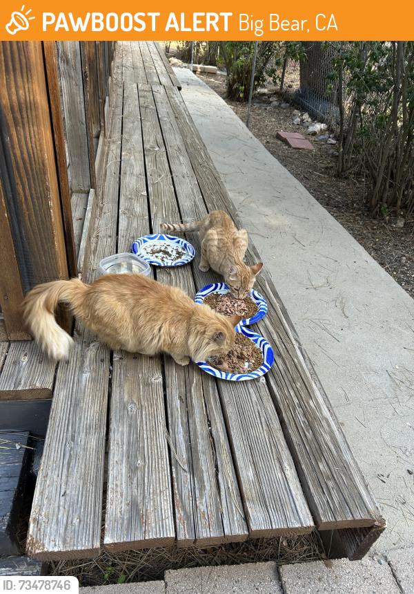 Found/Stray Unknown Cat last seen Big bear city Ca, Big Bear, CA 92314